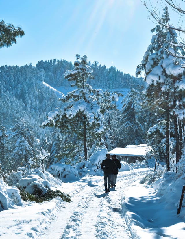 Zandromelia енергия